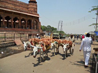 Donkeys carrying bricks outside Fatehpur Sikri 05022015